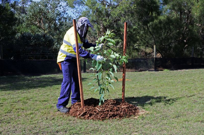 Apple Tree Planting in Honolulu, HI