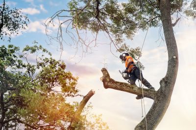 Arborist Spraying in Reno, NV