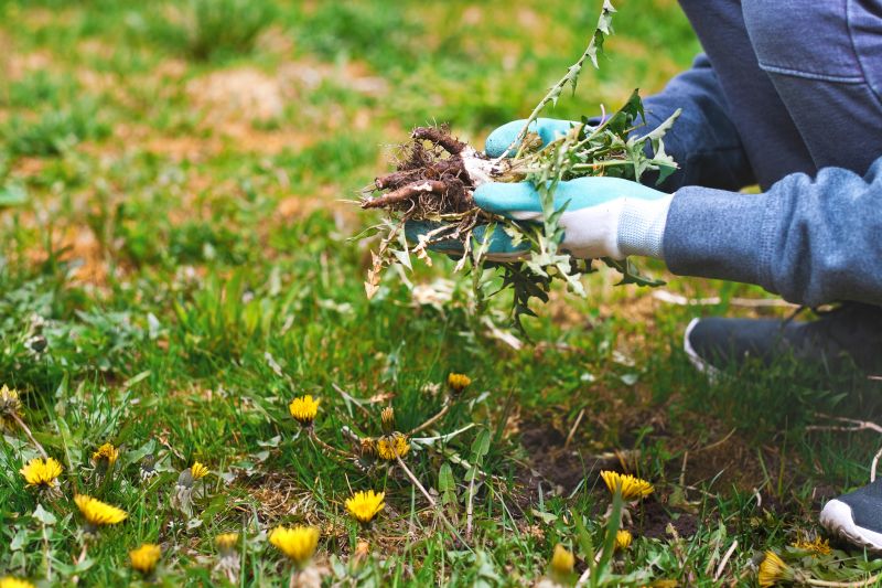Flower Bed Cleanup Service in Honolulu, HI