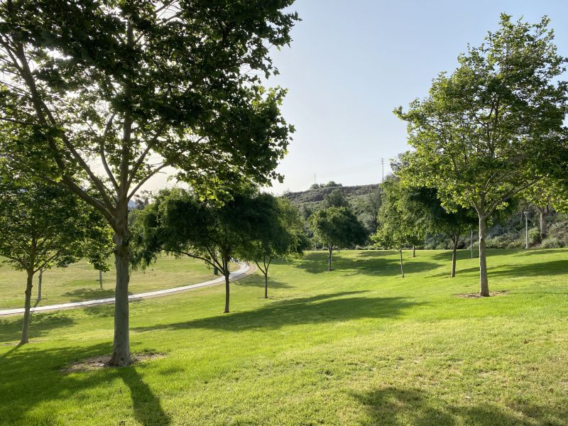 Mature Trees and Plants
