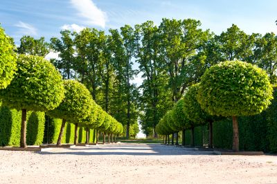 Tree-lined Pathways
