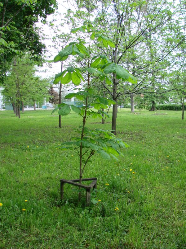 Oak Tree Planting in Honolulu, HI