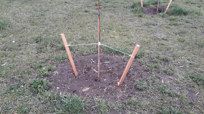 Privacy Trees Planting in Ventura County, CA