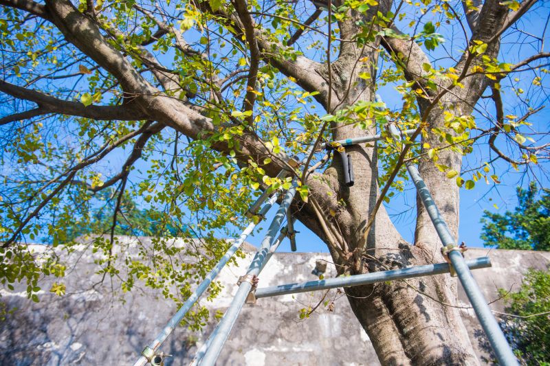 Tree Installation Service in Honolulu, HI